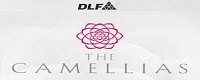 DLF Camellias logo
